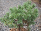 Pinus mugo 'West Orbit' 